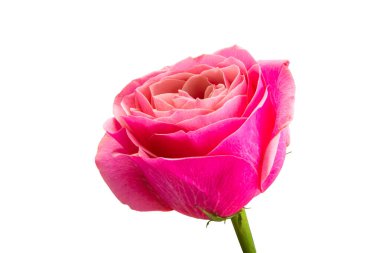 Pembe Gül beyaz arkaplanda izole edildi