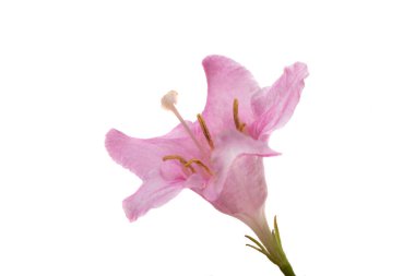 Beyaz arkaplanda izole edilmiş pembe açelya çiçeği 