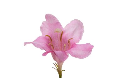 Beyaz arkaplanda izole edilmiş pembe açelya çiçeği 