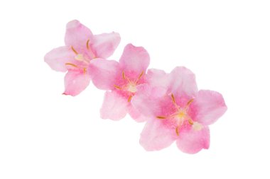 Beyaz arkaplanda izole edilmiş pembe açelya çiçeği 