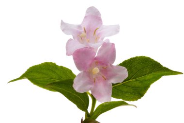 Beyaz arkaplanda izole edilmiş pembe açelya çiçeği 