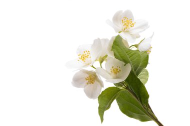 Beyaz arka plan üzerinde izole güzel Yasemin çiçekleri 