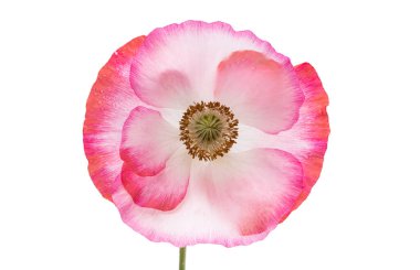 Beyaz arka planda izole edilmiş güzel gelincik çiçeği.