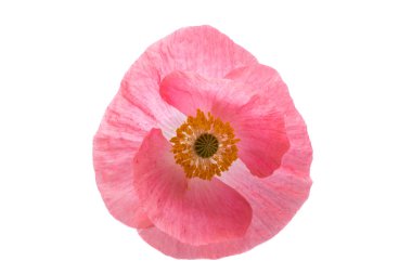 Beyaz arka planda izole edilmiş güzel gelincik çiçeği.