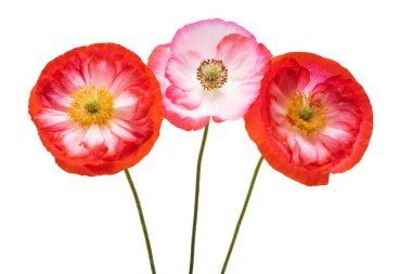 Beyaz arka planda izole edilmiş güzel gelincik çiçeği.