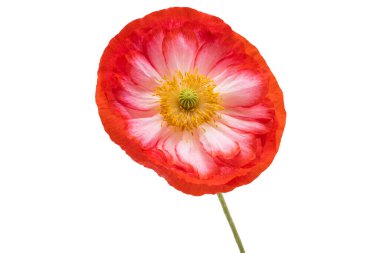 Beyaz arka planda izole edilmiş güzel gelincik çiçeği.