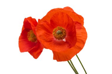 Beyaz arka planda izole edilmiş güzel gelincik çiçeği.