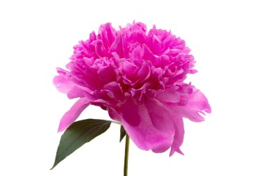 Beyaz arka planda izole edilmiş güzel şakayık çiçeği