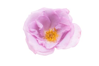 Beyaz arkaplanda yalıtılmış leylak gülü 