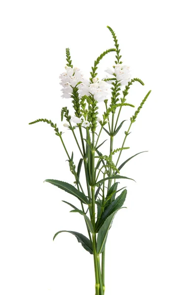 Alba Flowers Isolated White Background — Stock Photo, Image