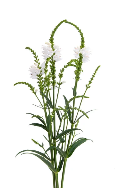 Alba Flowers Isolated White Background — Foto de Stock