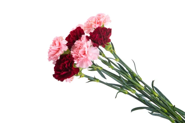 白地に隔離されたカーネーションの花束 — ストック写真