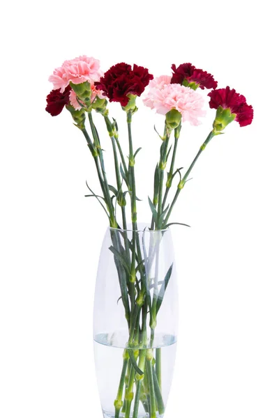 Bouquet Carnations Isolated White Background — Stock Photo, Image