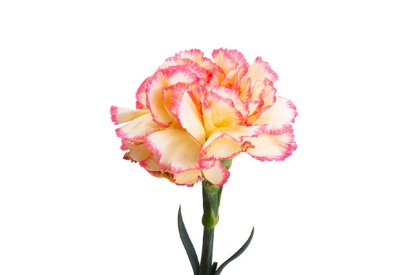 Yellow Red Carnation Isolated White Background — Stock Fotó