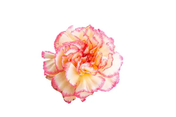 Yellow Red Carnation Isolated White Background — Stock Photo, Image