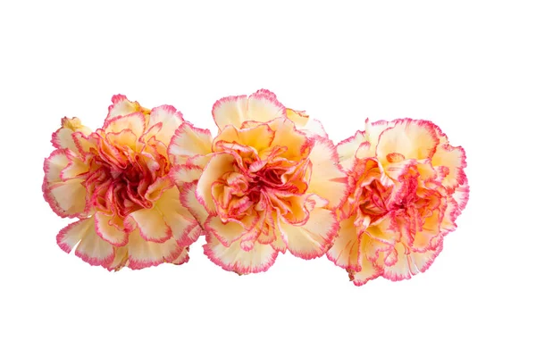 Yellow Red Carnation Isolated White Background — стоковое фото