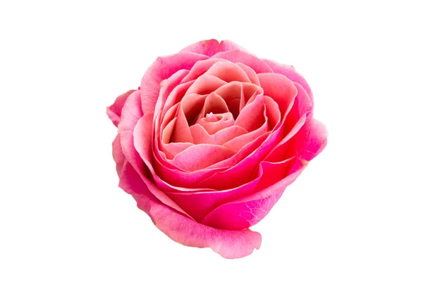 Pink Rose Izolowane Białym Tle — Zdjęcie stockowe