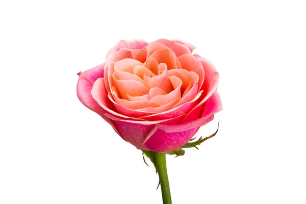 Pink Rose Geïsoleerd Witte Achtergrond — Stockfoto