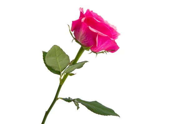 Pink Rose Izolowane Białym Tle — Zdjęcie stockowe