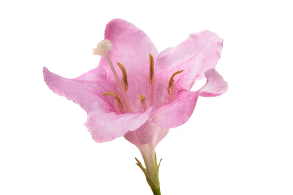 Roze Azalea Bloem Geïsoleerd Witte Achtergrond — Stockfoto