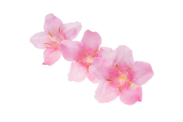 Růžová Azalka Květiny Izolované Bílém Pozadí — Stock fotografie