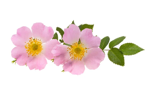 Beautiful Wild Rose Flowers Isolated White Background — Stockfoto