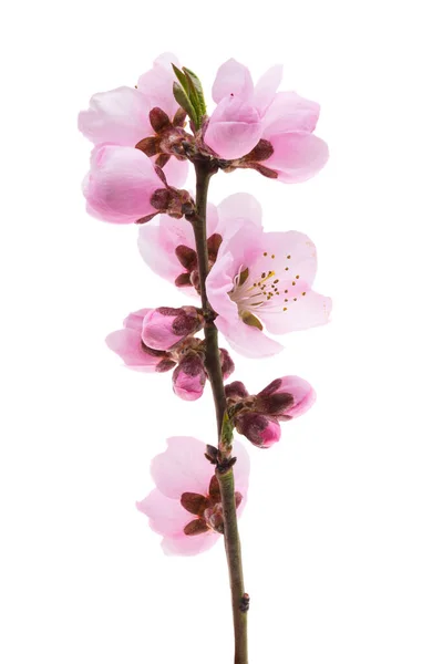 Beautiful Sakura Flowers Isolated White Background — Stockfoto