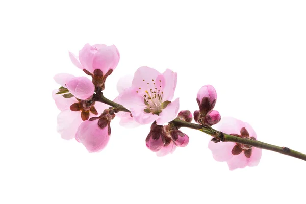 Beautiful Sakura Flowers Isolated White Background — Stockfoto