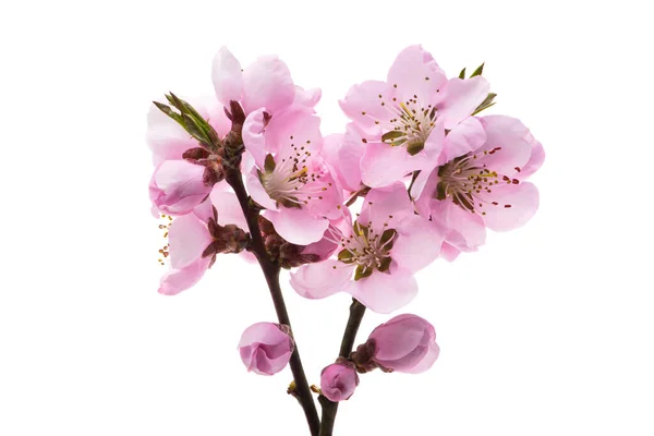 Beautiful Sakura Flowers Isolated White Background — Foto Stock