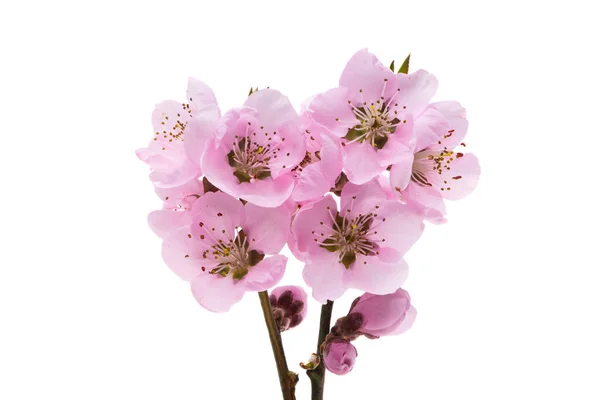 Beautiful Sakura Flowers Isolated White Background — Foto Stock