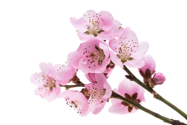 Beautiful Sakura Flowers Isolated White Background — Fotografia de Stock