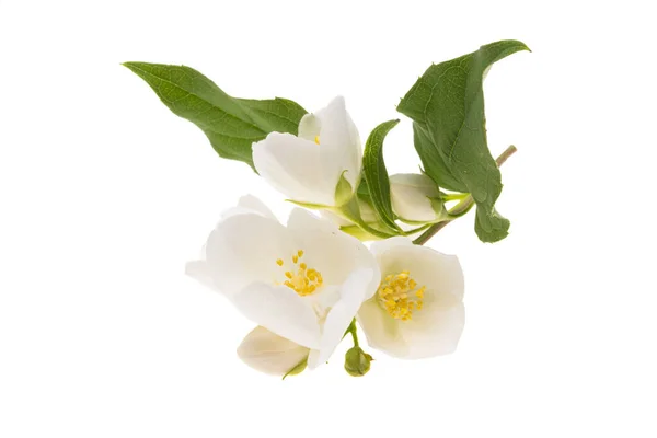 Schöne Jasminblüten Isoliert Auf Weißem Hintergrund — Stockfoto