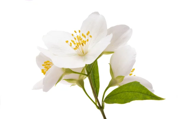 白い背景に分離された美しいジャスミンの花 — ストック写真
