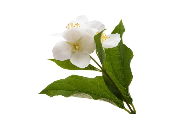 Hermosas Flores Jazmín Aisladas Sobre Fondo Blanco —  Fotos de Stock