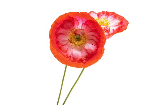 Beautiful Poppy Flower Isolated White Background — Stock Photo, Image