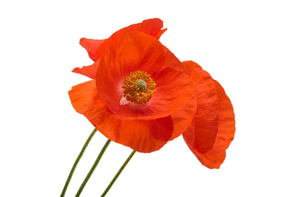 Beautiful Poppy Flower Isolated White Background — Stock Photo, Image