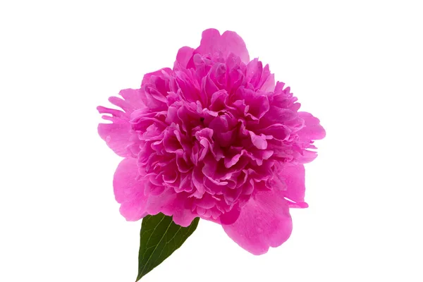 Beautiful Peony Flower Isolated White Background — Stock Photo, Image