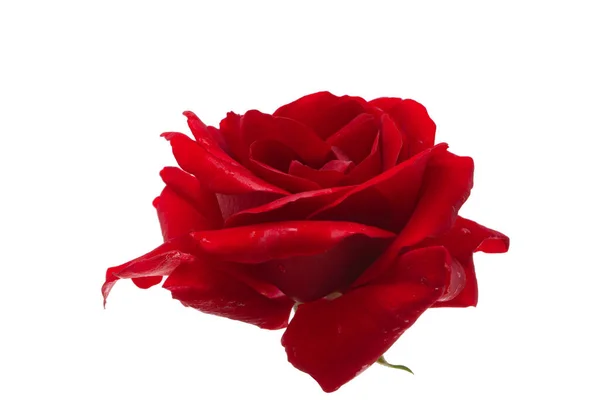 Rosa Rossa Scura Isolata Sfondo Bianco — Foto Stock