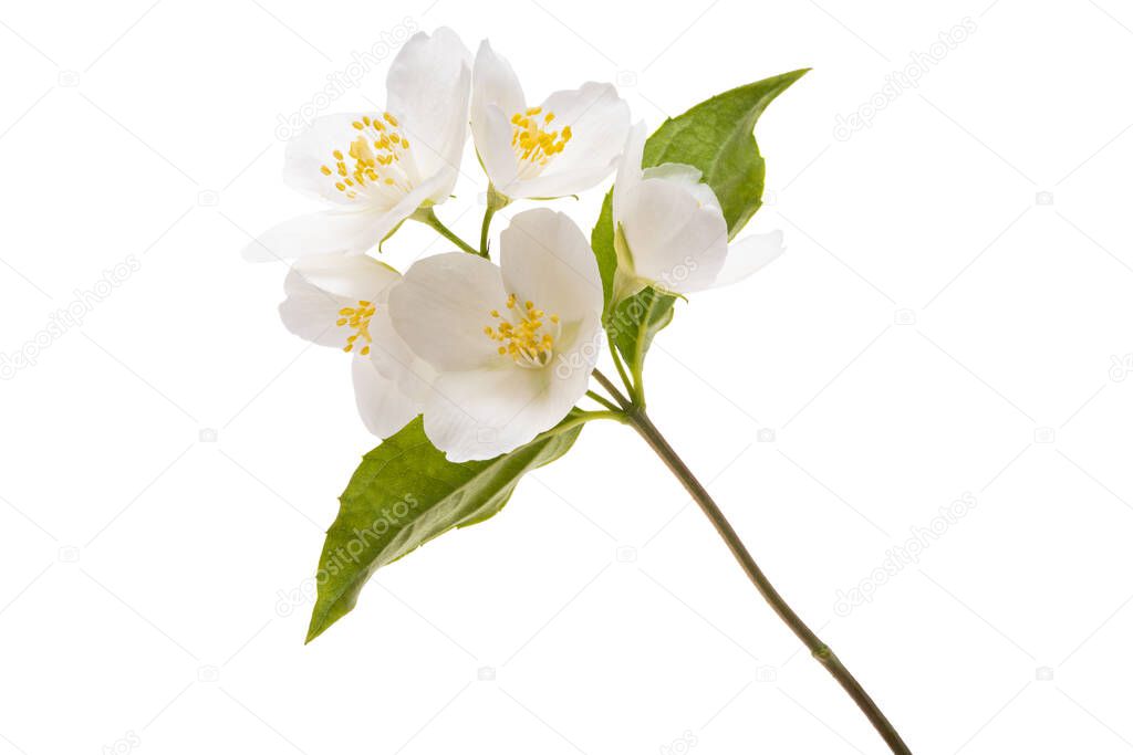 beautiful jasmine flowers isolated on white background 