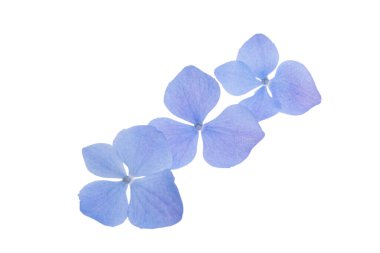 Beyaz arka plan üzerinde izole mavi ortanca çiçek 