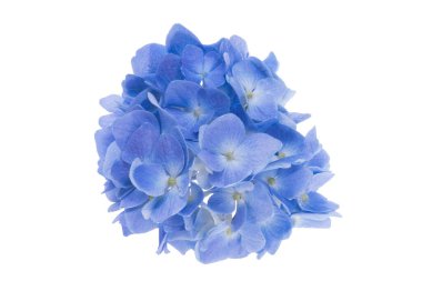 Beyaz arka plan üzerinde izole mavi ortanca çiçek 