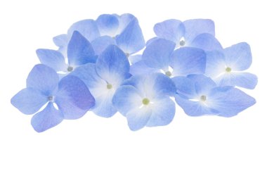 Beyaz arka plan üzerinde izole mavi ortanca çiçek 