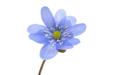 Beyaz bir arka planda mantarı nobilis