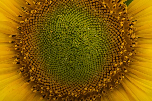 Tournesol Isolé Sur Fond Blanc — Photo