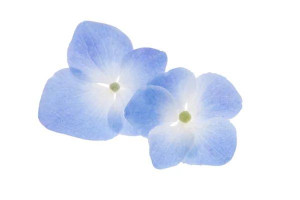 Blu Ortensia Fiore Isolato Sfondo Bianco — Foto Stock