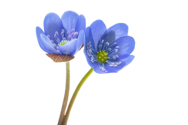 배경에 Hepatica Nobilis — 스톡 사진