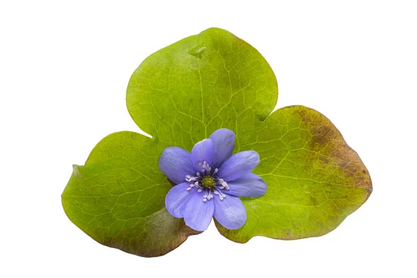 Hepatica Nobilis Białym Tle — Zdjęcie stockowe