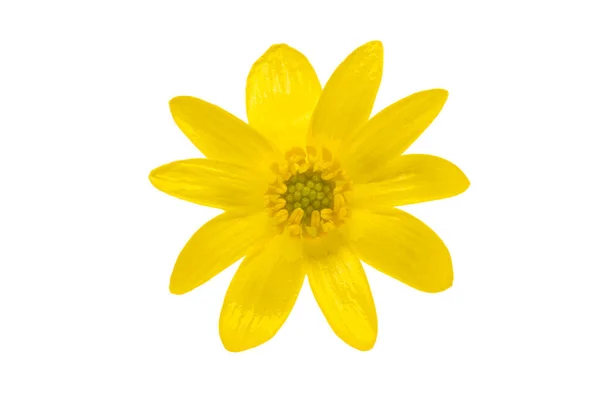 Gelbe Frühlingsblume Isoliert Auf Weißem Hintergrund — Stockfoto