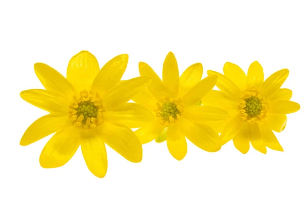Beyaz Arkaplanda Izole Edilmiş Sarı Bahar Çiçeği — Stok fotoğraf