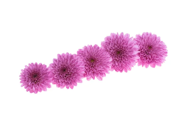 Beautiful Chrysanthemum Isolated White Background — Stock Photo, Image
